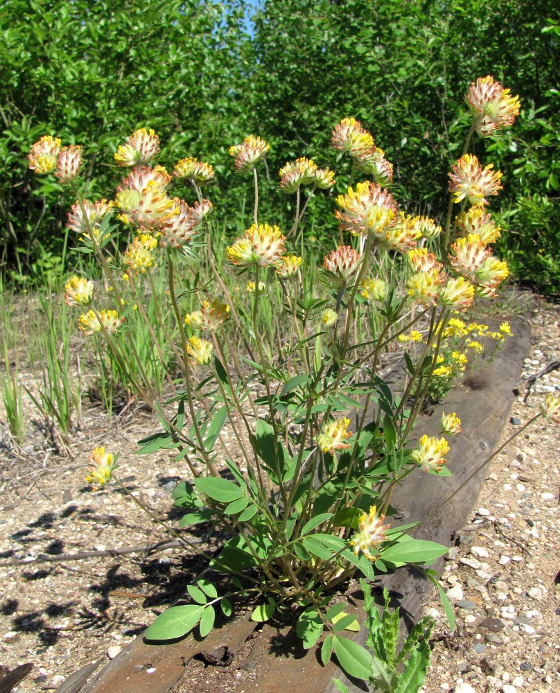 Image of Anthyllis vulneraria specimen.