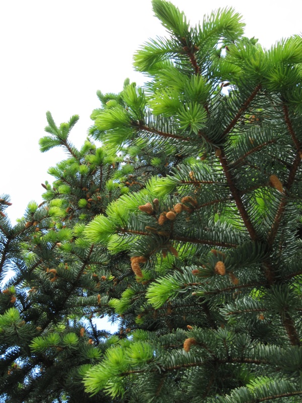 Изображение особи Picea pungens.