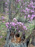 Rhododendron ledebourii. Цветущий куст. Хакасия, тайга в предгорье Саян. 2 мая 2007 г.