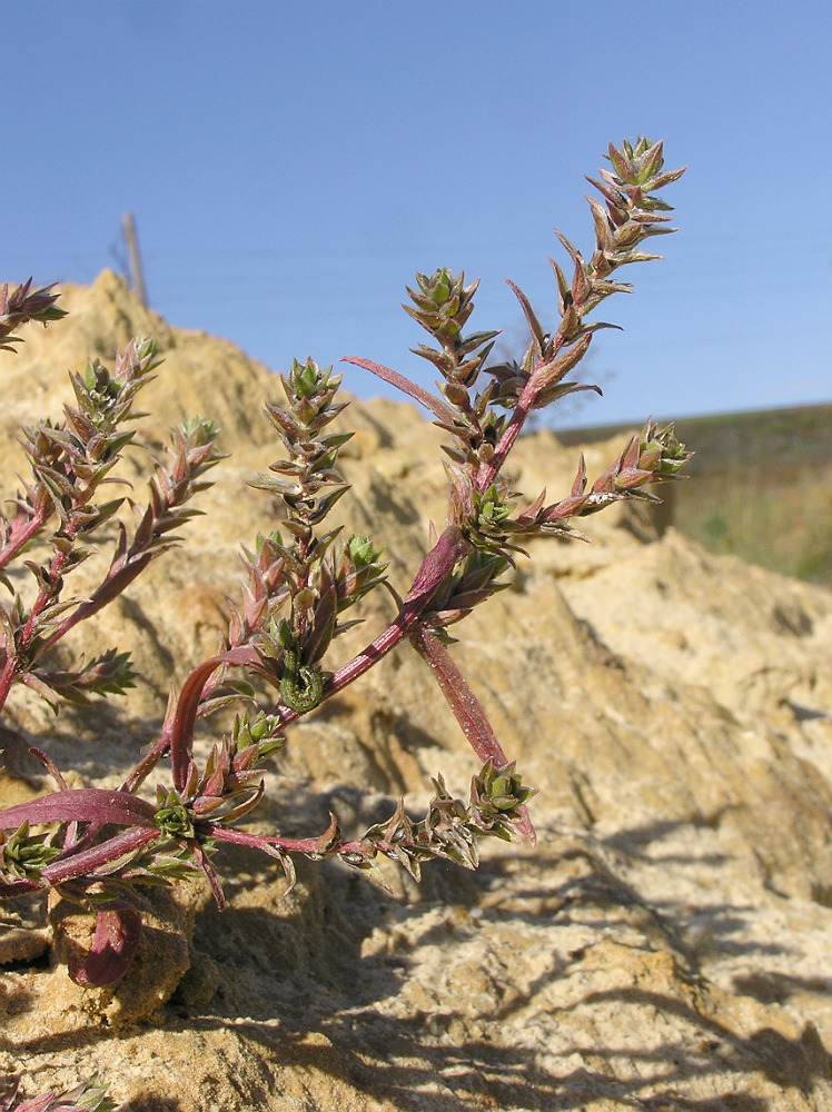 Image of Corispermum hyssopifolium specimen.