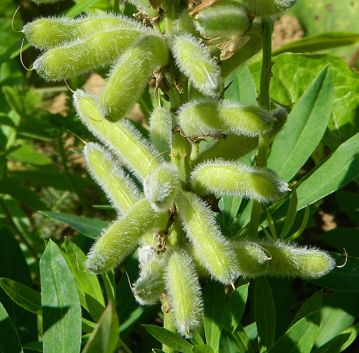 Изображение особи Lupinus polyphyllus.