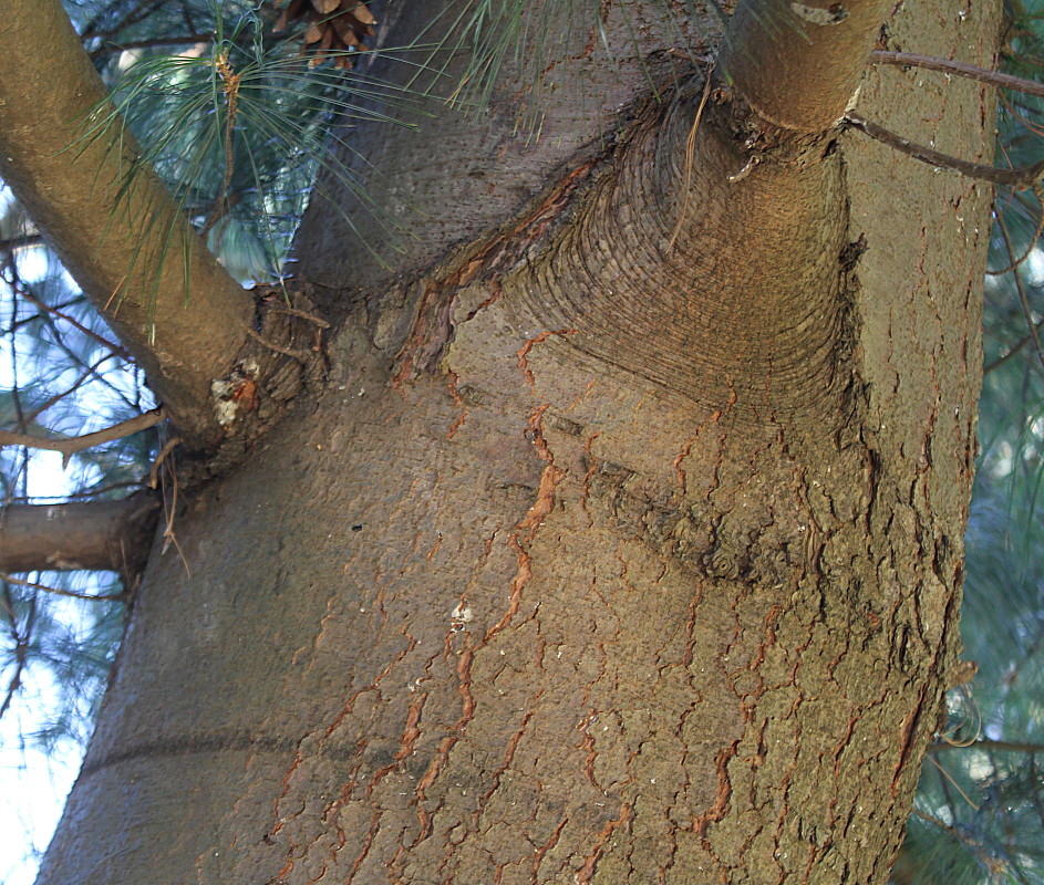 Image of Pinus wallichiana specimen.