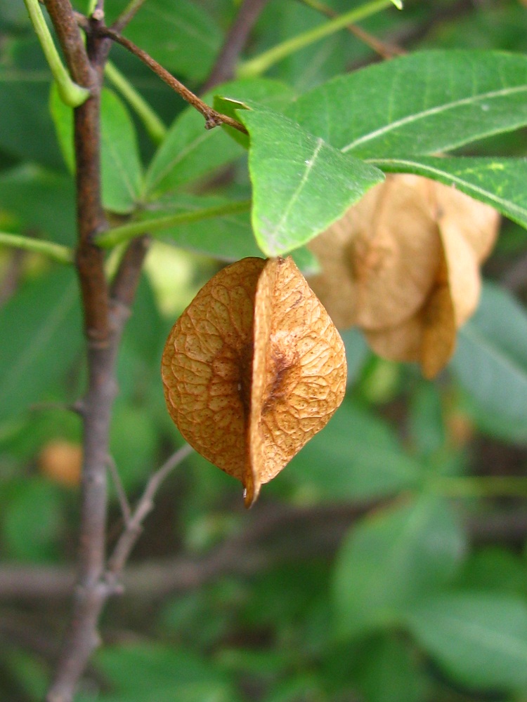 Изображение особи Ptelea trifoliata.