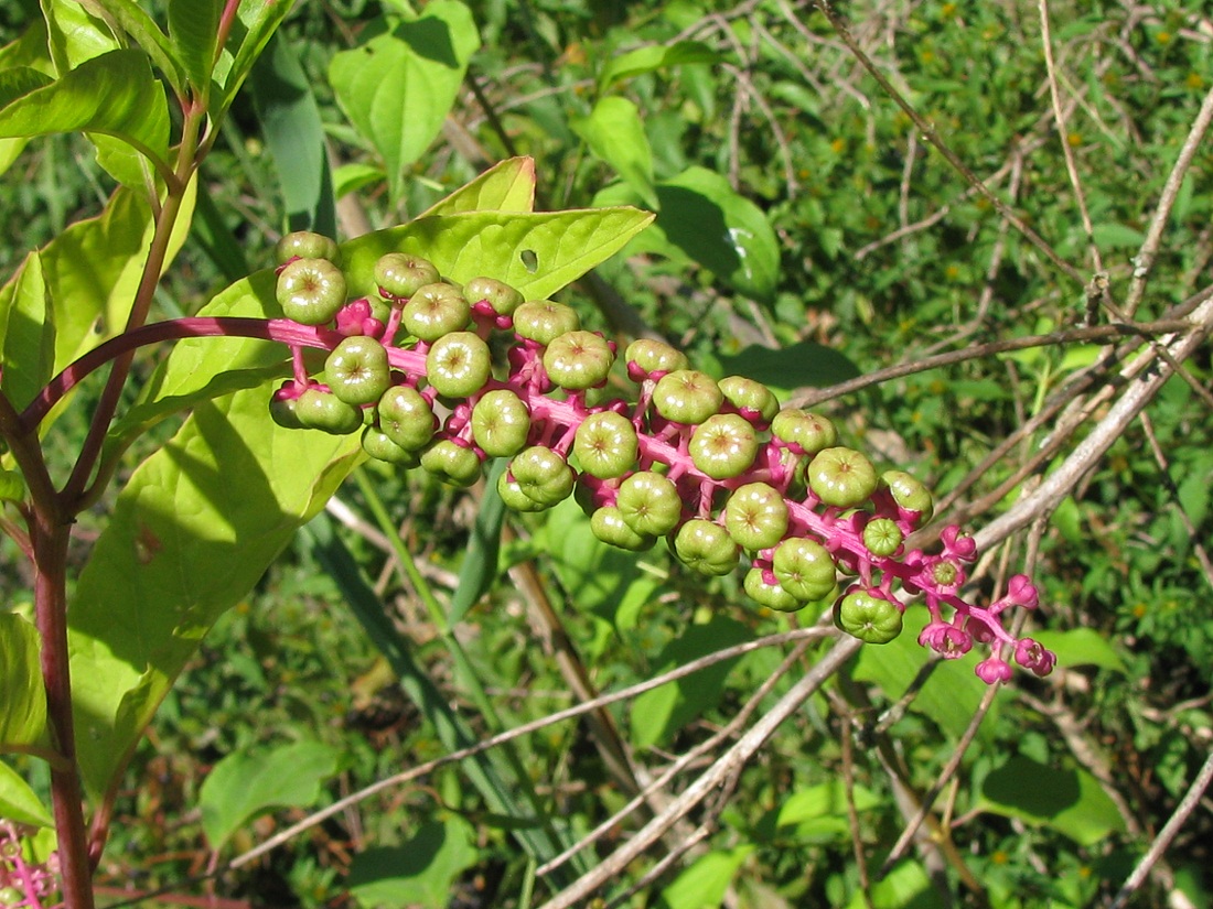 Image of Phytolacca americana specimen.