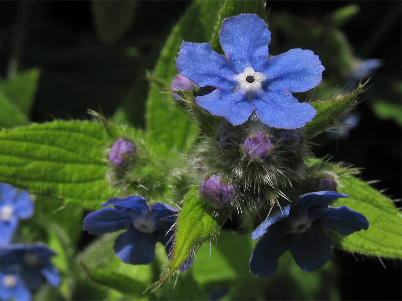 Изображение особи Pentaglottis sempervirens.