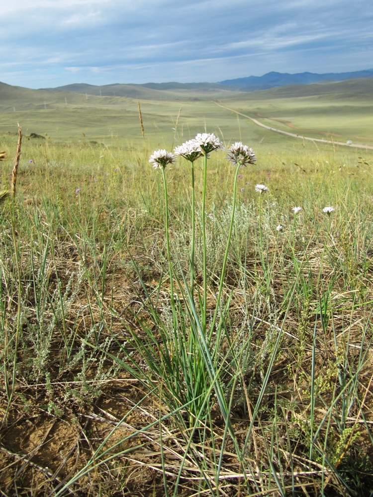 Image of Allium ramosum specimen.