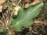 Eryngium planum. Нижний стеблевой лист цветущего растения. Украина, г. Запорожье, возле Гребного канала. 03.08.2012.