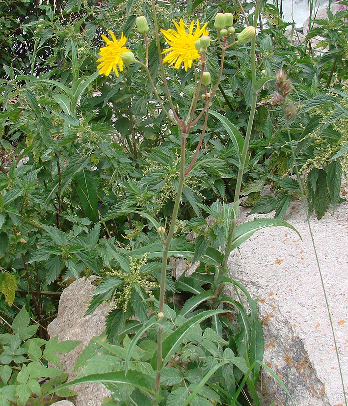 Изображение особи Sonchus arvensis.