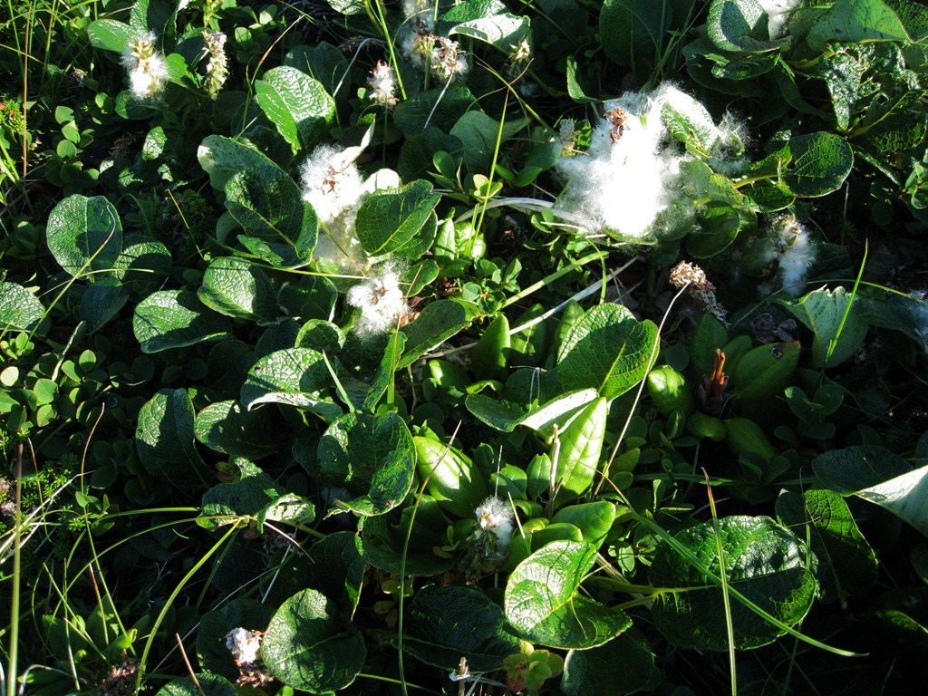 Image of Salix polaris specimen.