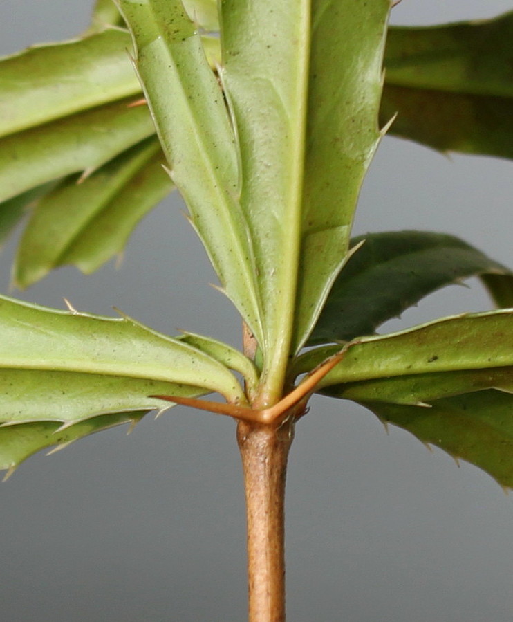Image of Berberis gagnepainii var. lanceifolium specimen.