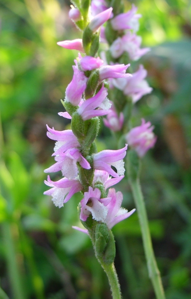 Image of Spiranthes australis specimen.