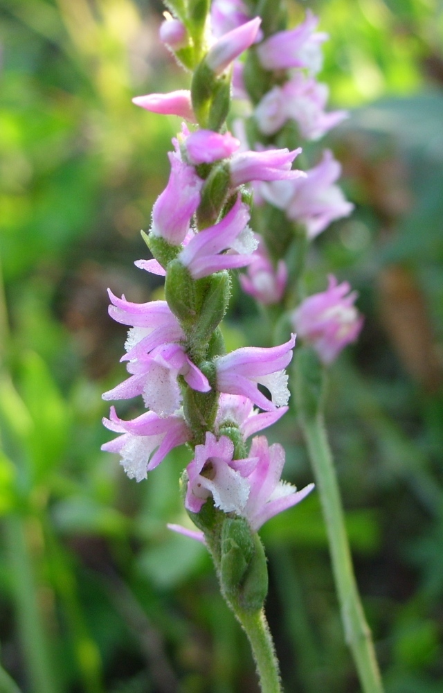 Изображение особи Spiranthes australis.