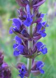 Salvia tesquicola