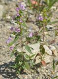 Galeopsis ladanum. Цветущие растения. Приморье, окр. пос. Терней. 14.08.2012.