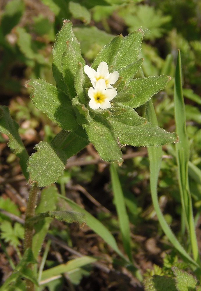 Image of Buglossoides rochelii specimen.