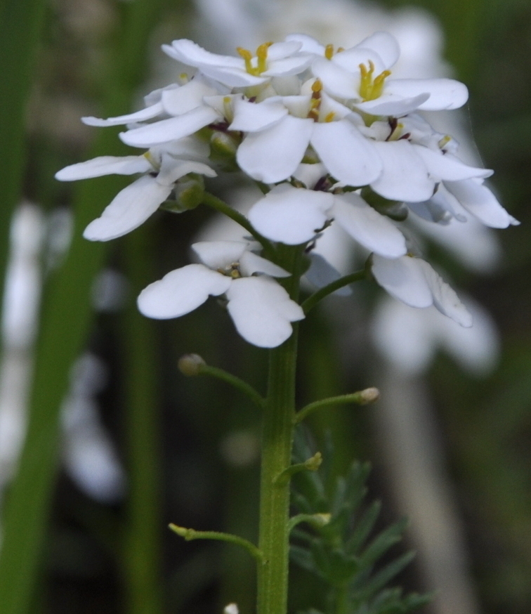 Image of Iberis sempervirens specimen.