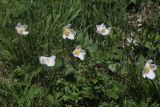 Anemone sylvestris