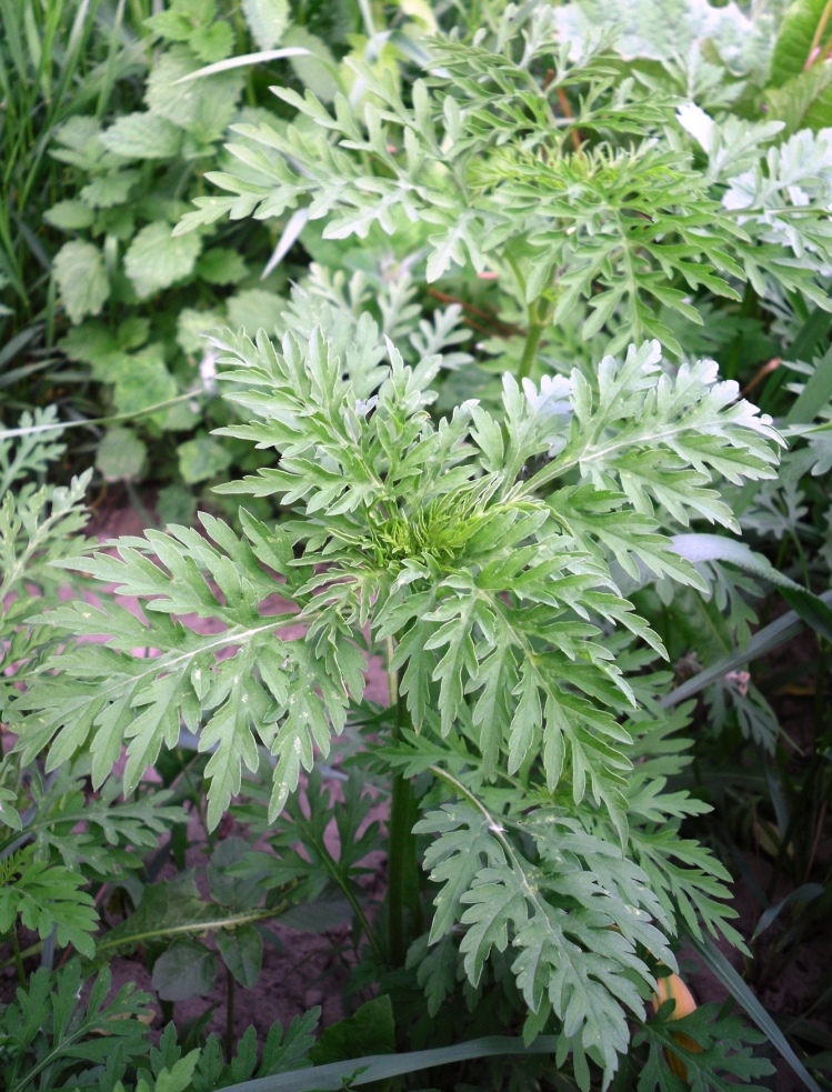 Image of Ambrosia artemisiifolia specimen.