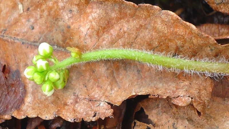 Image of Micranthes nelsoniana specimen.