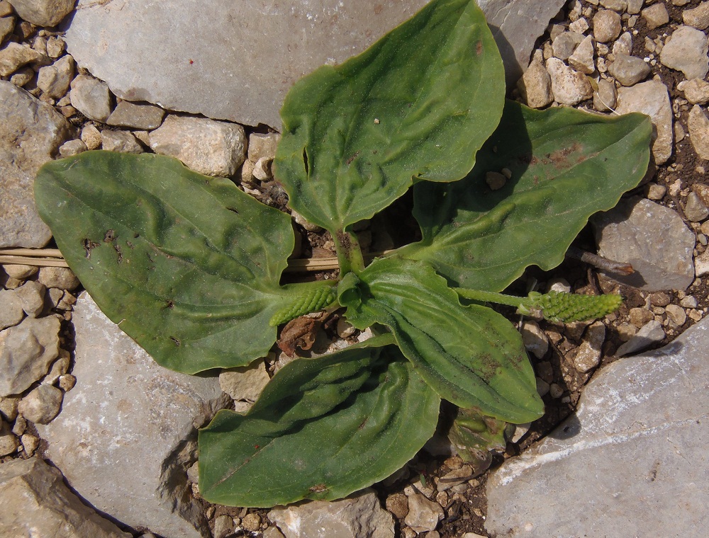 Изображение особи Plantago major.