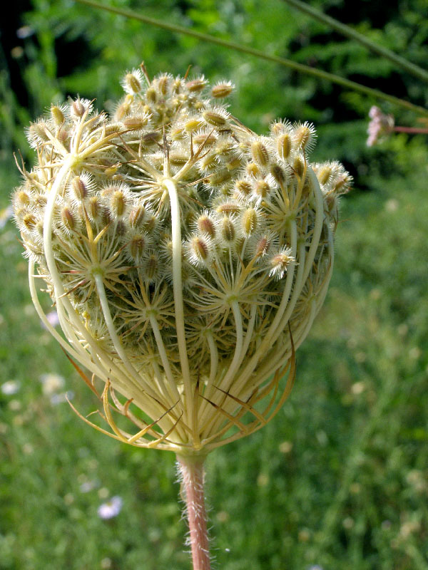 Изображение особи Daucus carota.