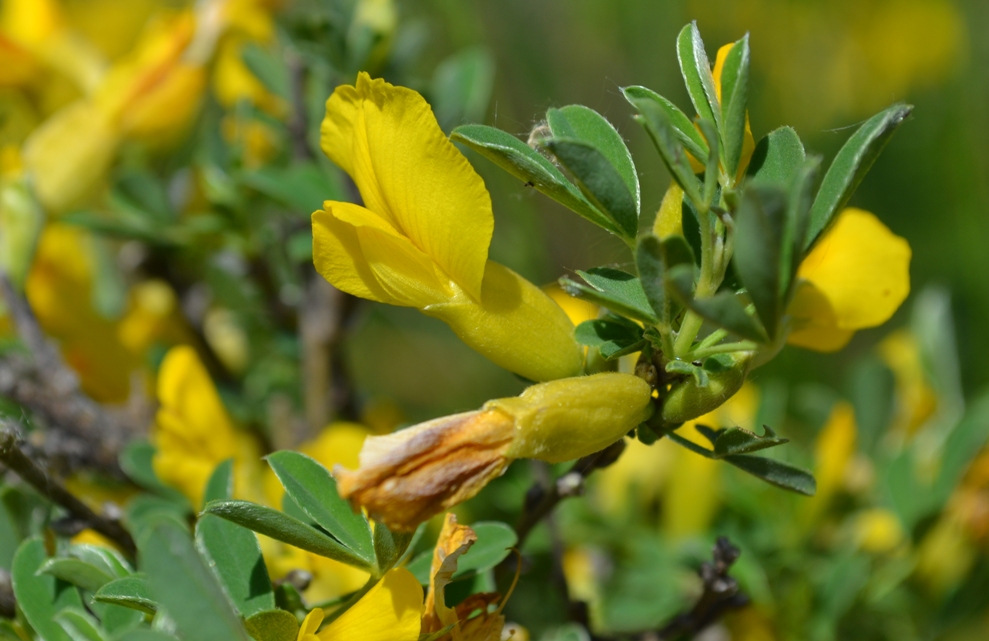 Изображение особи Chamaecytisus ruthenicus.