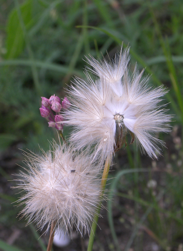 Image of Scorzonera biebersteinii specimen.