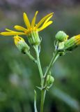 Senecio jacobaea