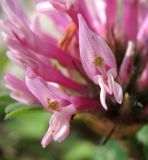 Trifolium pratense. Цветки. Архангельская обл., Холмогорский р-н, окр. пос. Усть-Пинега, берег р. Пинега, на обнажении горной породы. 20.07.2013.