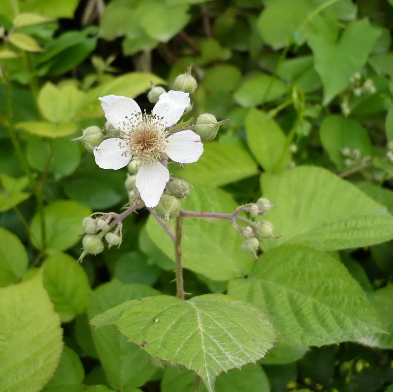 Image of Rubus caucasicus specimen.