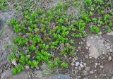 Salix reptans