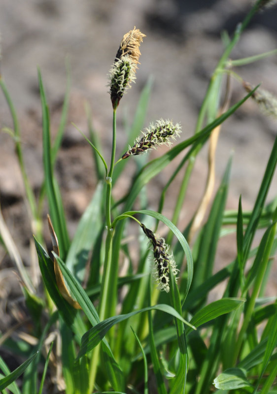 Изображение особи Carex riishirensis.