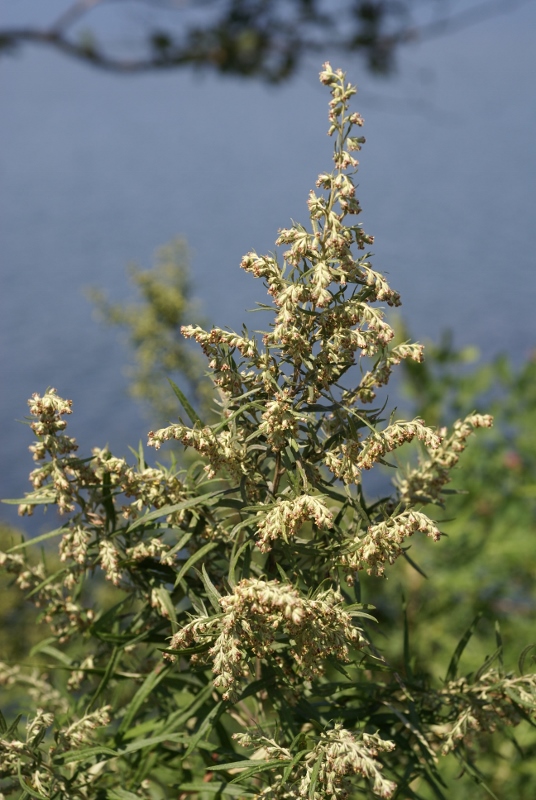 Изображение особи Artemisia umbrosa.