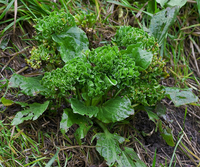 Image of Plantago major specimen.