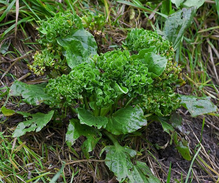 Изображение особи Plantago major.