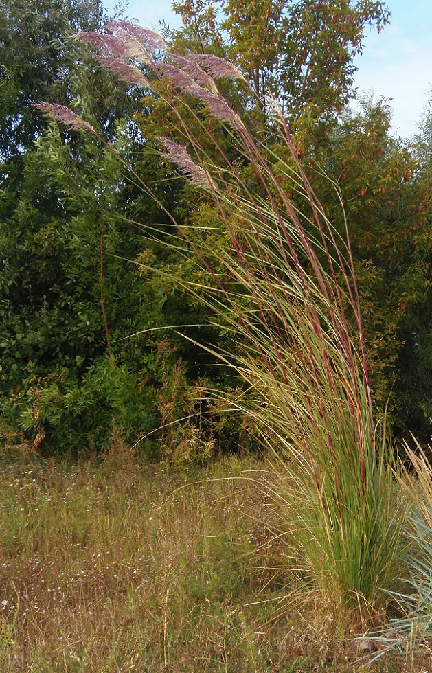 Image of genus Saccharum specimen.