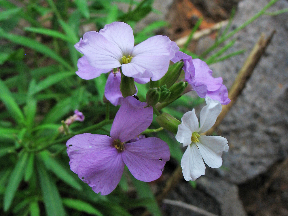 Изображение особи Erysimum bicolor.