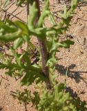 Senecio vernalis