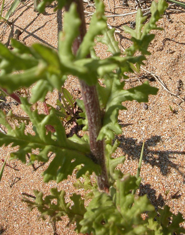 Image of Senecio vernalis specimen.