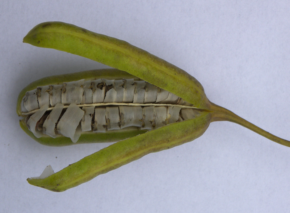 Изображение особи Aristolochia macrophylla.