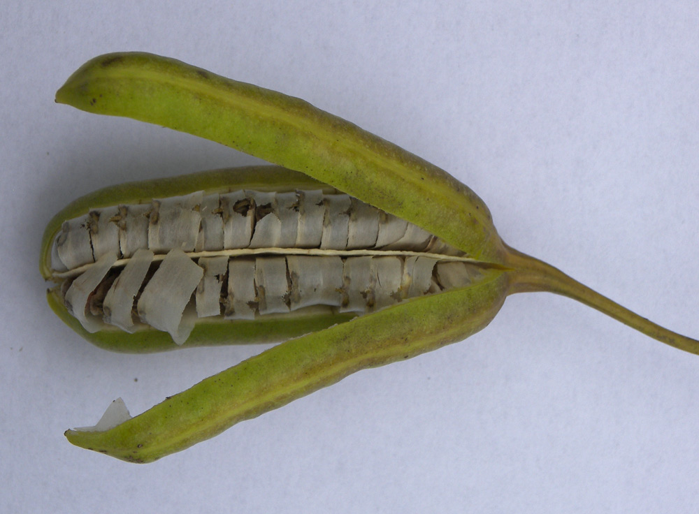 Image of Aristolochia macrophylla specimen.