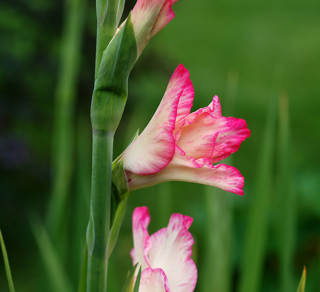 Изображение особи Gladiolus &times; gandavensis.