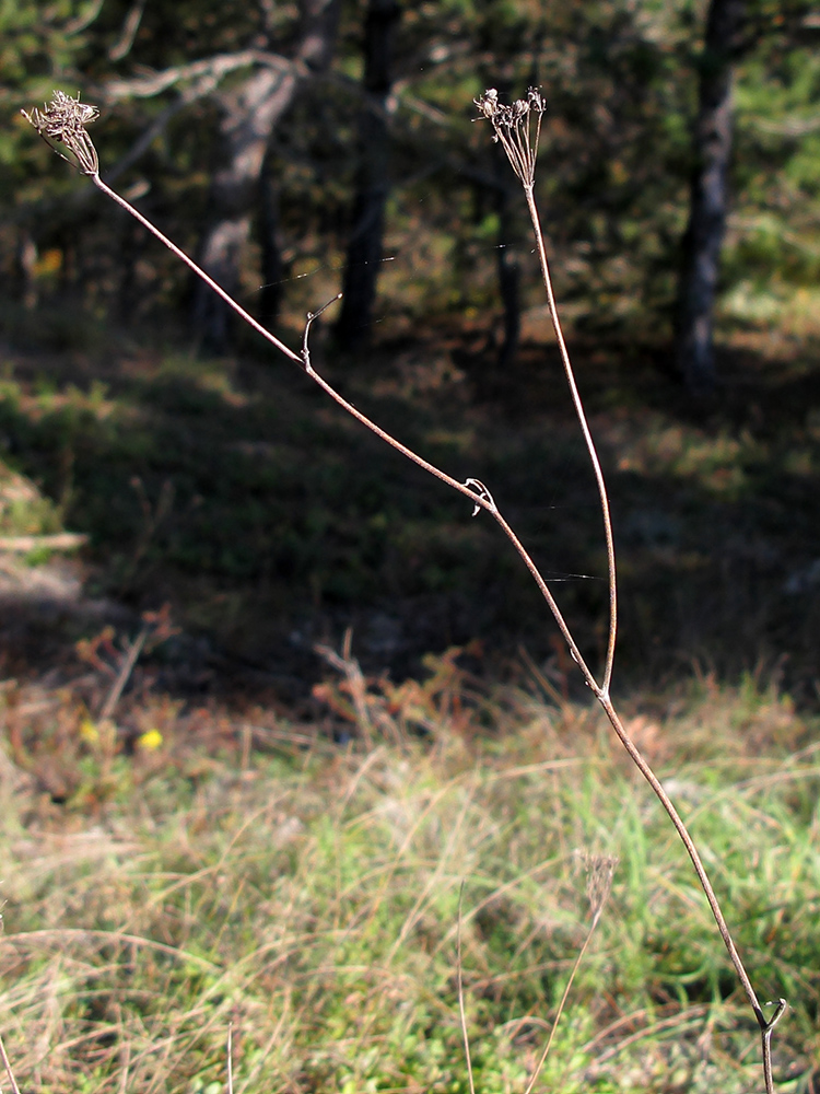 Изображение особи Pimpinella tragium.