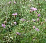 Centaurea jacea ssp. substituta