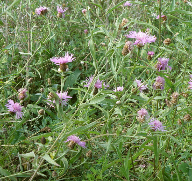 Изображение особи Centaurea jacea ssp. substituta.