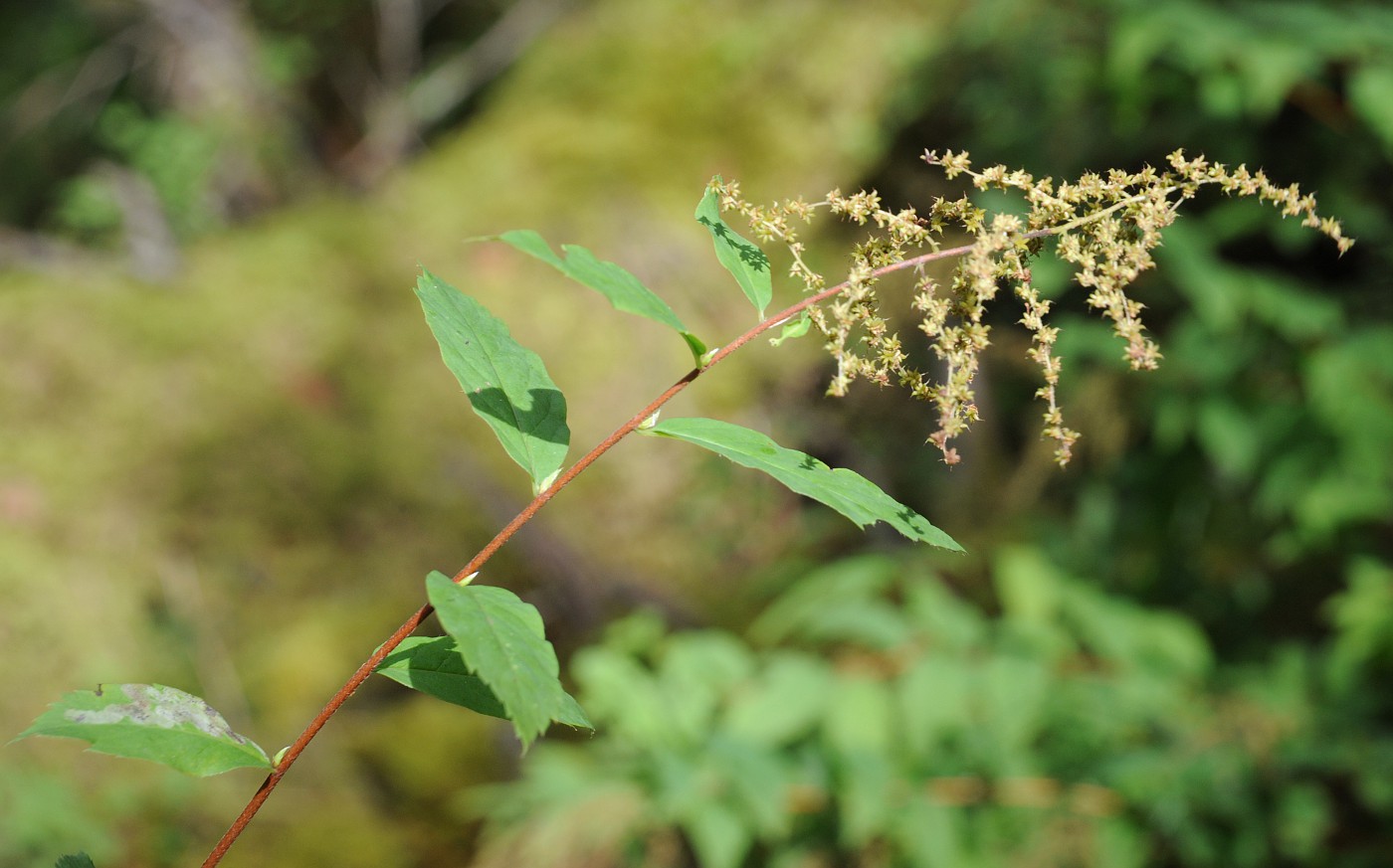 Image of Spiraea schlothgauerae specimen.