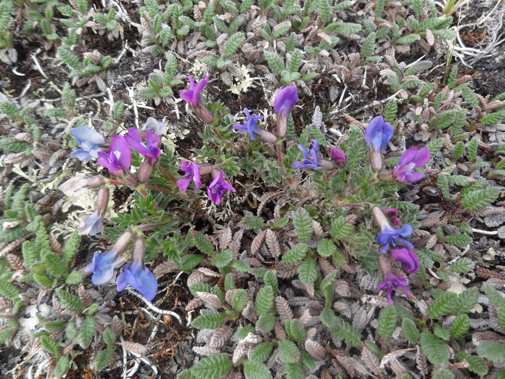 Image of Oxytropis czukotica specimen.