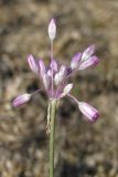 Allium praescissum. Соцветие. Крым, Керченский п-ов, окр. пос. Приморский. 7 июля 2013 г.