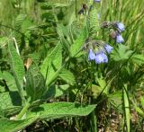 Symphytum caucasicum. Верхушка цветущей ветви. Архангельская обл., Холмогорский р-н, окр. пос. Усть-Пинега, рудеральный луг вблизи дороги. 15.07.2013.