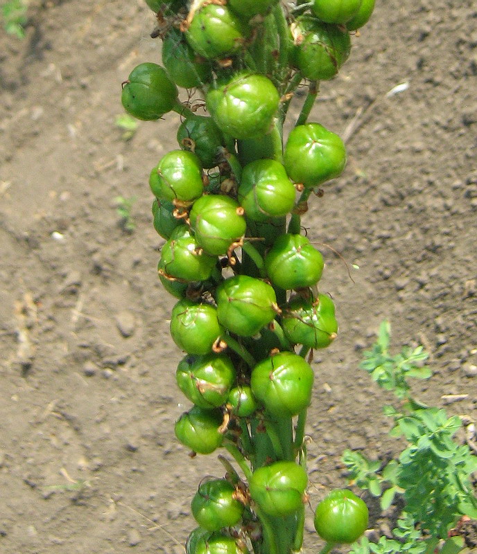 Image of genus Eremurus specimen.